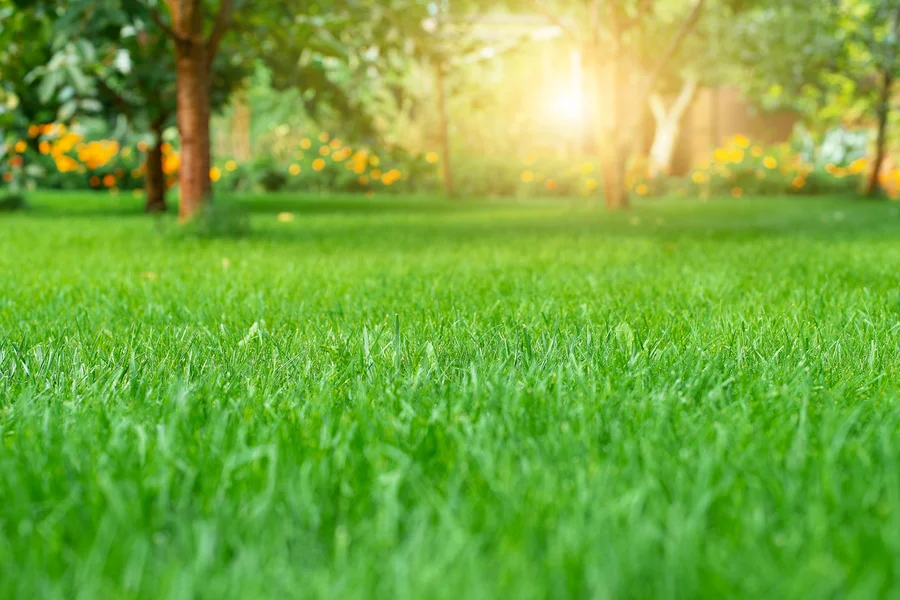How Lawn Care Services Enhance Your Homes Curb Appeal Calgary, AB How Lawn Care Services Enhance Your Homes Curb Appeal Calgary, AB